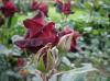 Fantastic Roses