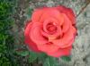 Fantastic Roses