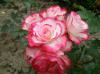 Fantastic Roses