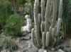 Cactus grenhouse