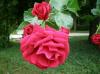 Fantastic Roses