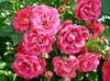 Fantastic Roses