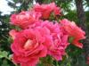 Fantastic Roses