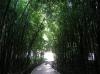 Bamboo grove