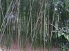 Bamboo grove