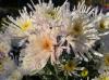 Ball of Chrysanthemum