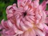 Ball of Chrysanthemum