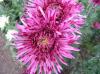 Ball of Chrysanthemum