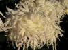 Ball of Chrysanthemum