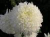 Ball of Chrysanthemum