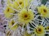 Ball of Chrysanthemum