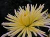 Ball of Chrysanthemum