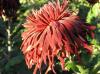 Ball of Chrysanthemum