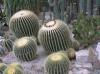 Cactus grenhouse