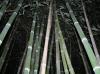 Bamboo grove