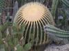 Cactus grenhouse