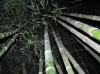 Bamboo grove