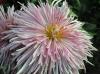 Ball of Chrysanthemum