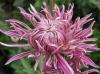 Ball of Chrysanthemum