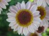 Ball of Chrysanthemum