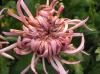 Ball of Chrysanthemum