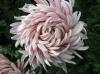 Ball of Chrysanthemum