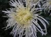 Ball of Chrysanthemum