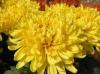 Ball of Chrysanthemum