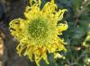 Ball of Chrysanthemum