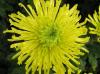 Ball of Chrysanthemum