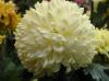 Ball of Chrysanthemum