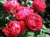 Fantastic Roses